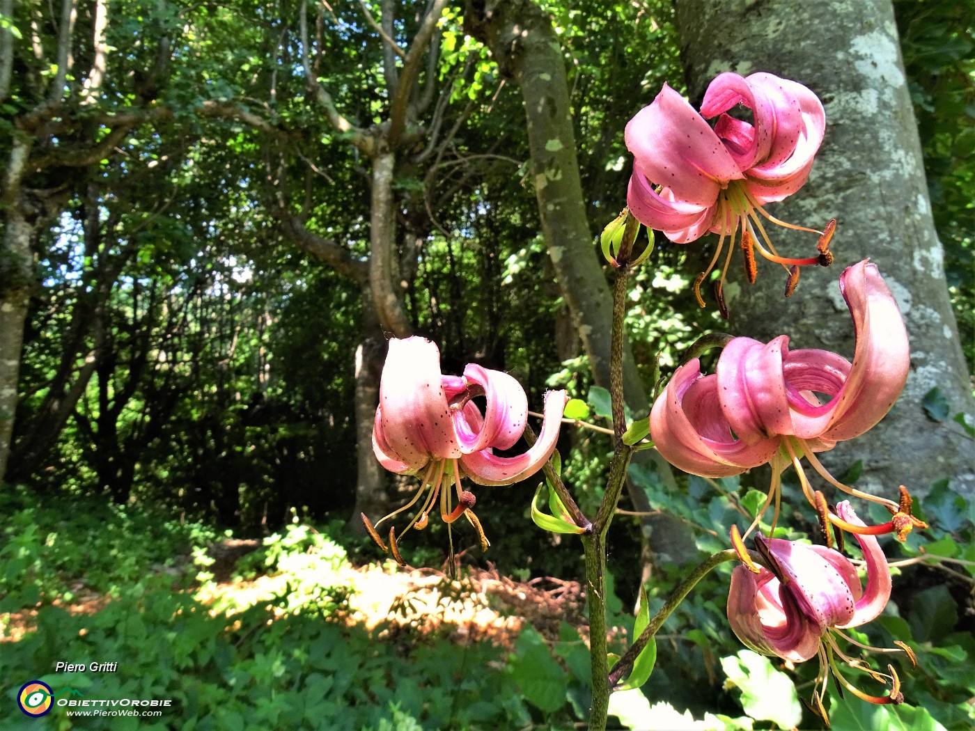 55  Lilium martagon (Giglio martagone) anche sul Sentiero dei roccoli.JPG